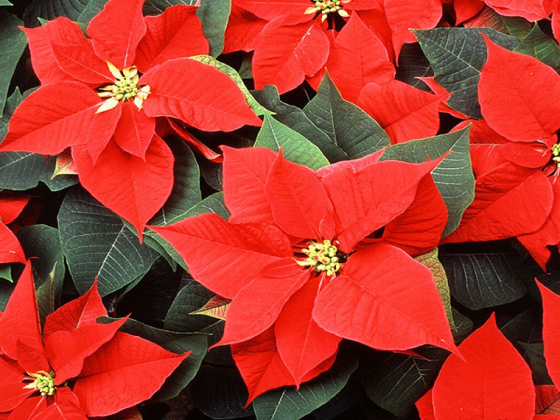 Пуансеттия