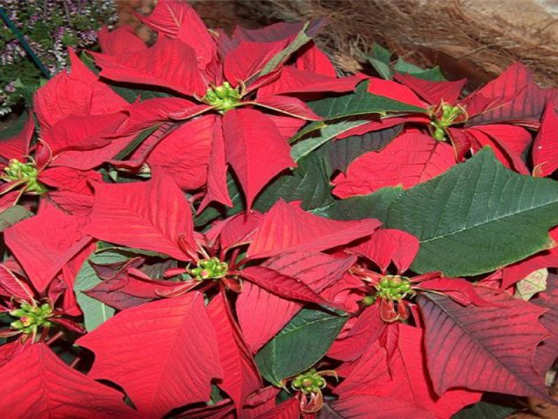 Эуфорбия или Молочай прекраснейший