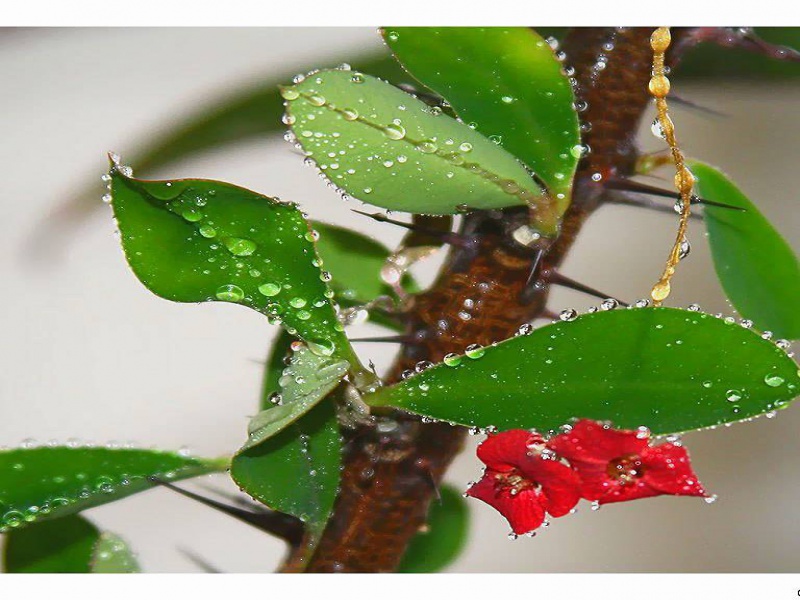 Эуфорбия или Молочай блестящий