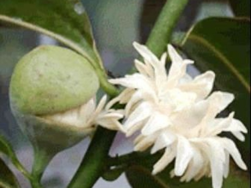 Евпомация лаурина