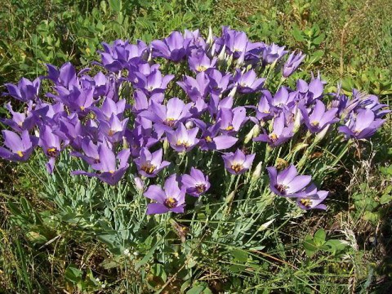 Лизиантус или Эустома