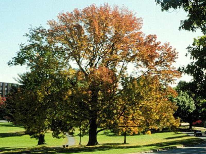 Ясень американский