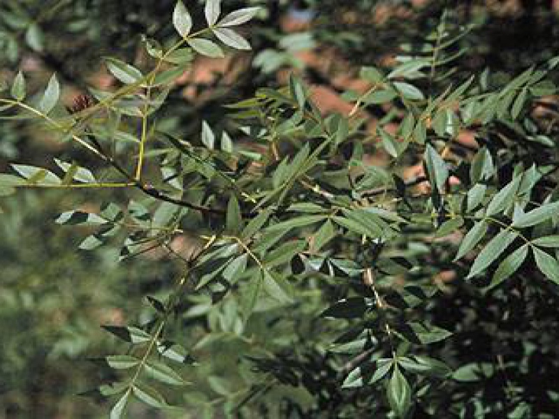 Ясень узколистный