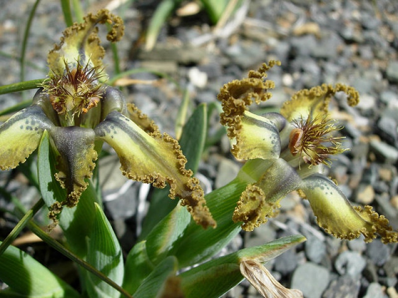 Феррария крупнопыльниковая