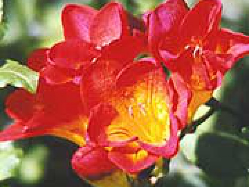 Фрезия Армстронга