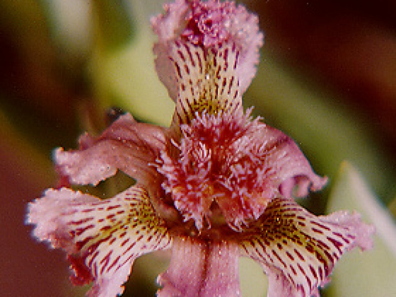 Феррария кудрявая