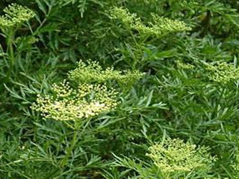 Бузина рассеченная