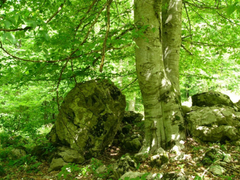 Бук восточный