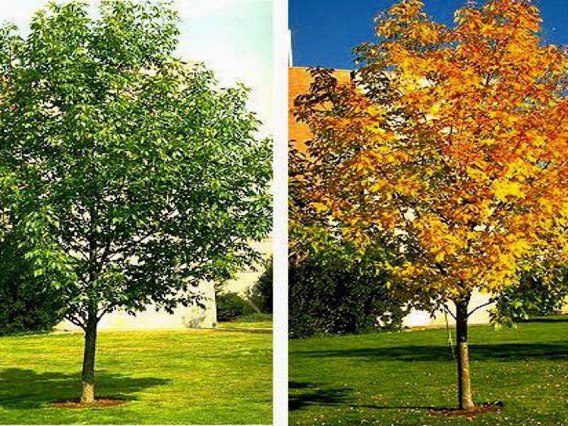 Ясень пушистый