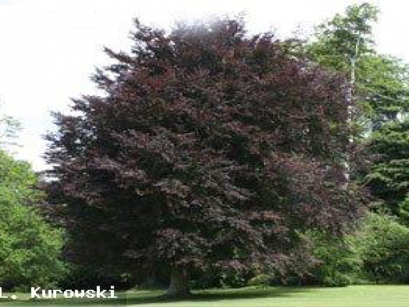 Бук лесной пурпуреа