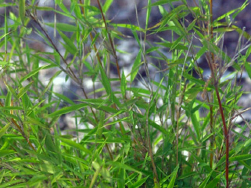 Hardy umbrella bamboo