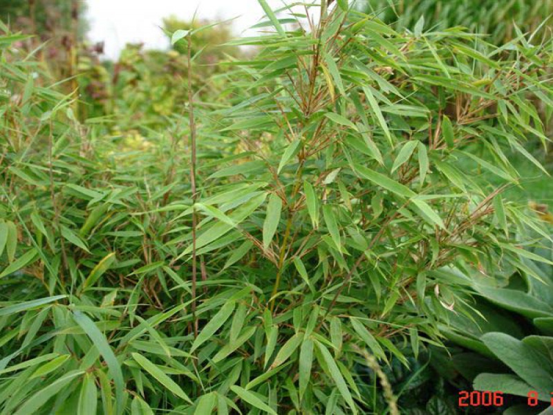 Фаргезия покрывальцевая