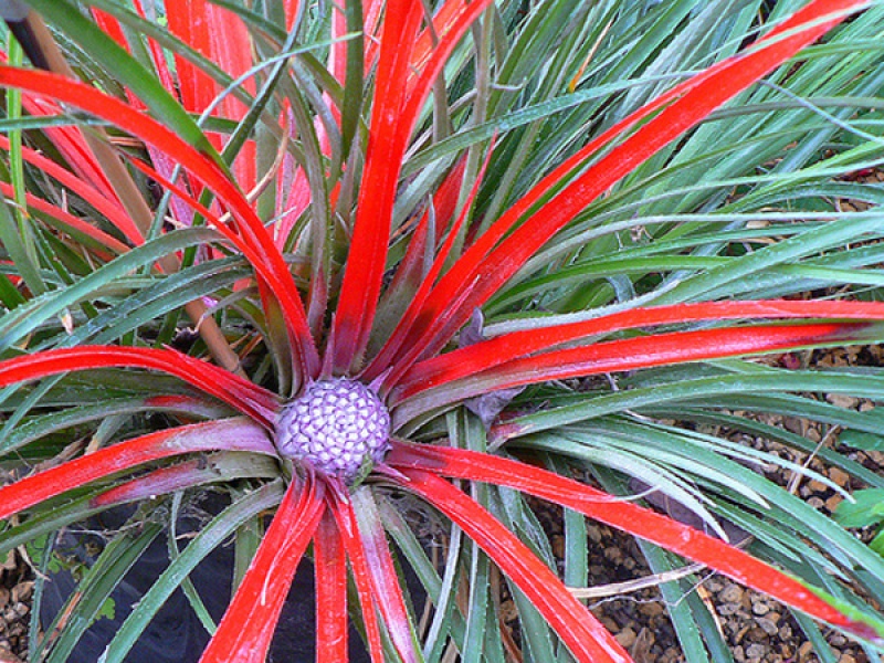 Фасикулярия