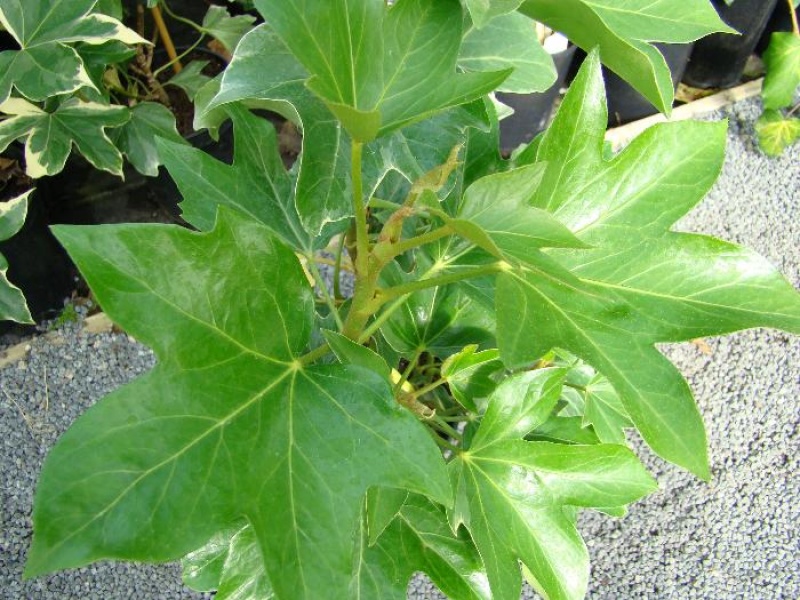 Фатсхедера