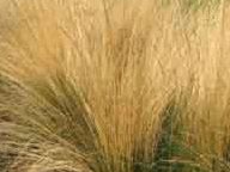 Овсяница овечья