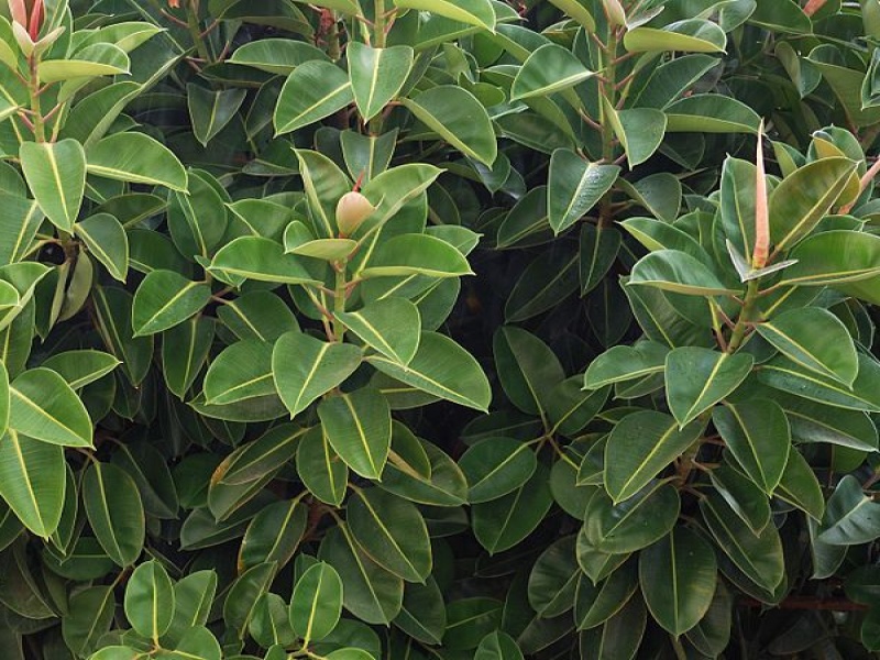 Фикус эластика