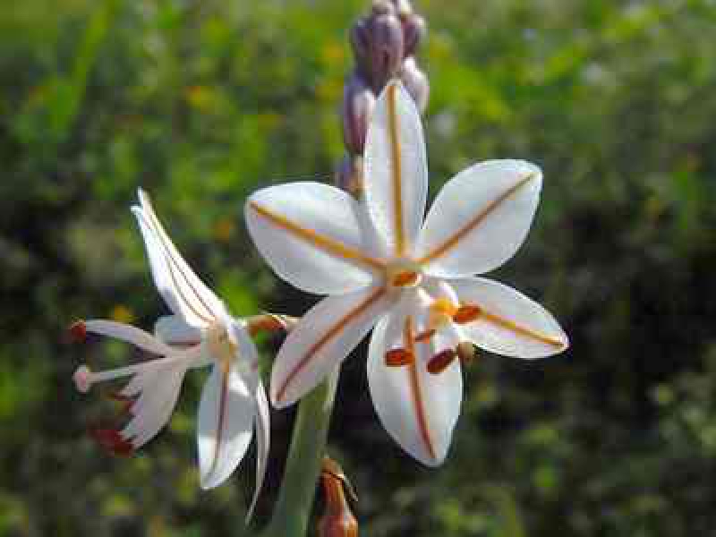 Асфоделюс дудчатый