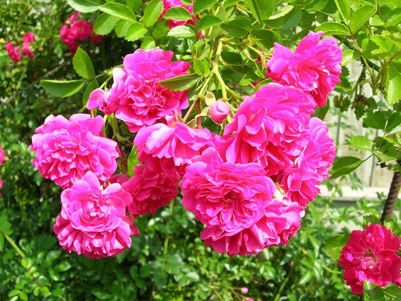 Роза Плетистая