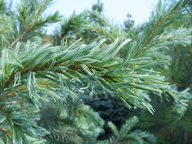 Сосна гибкая