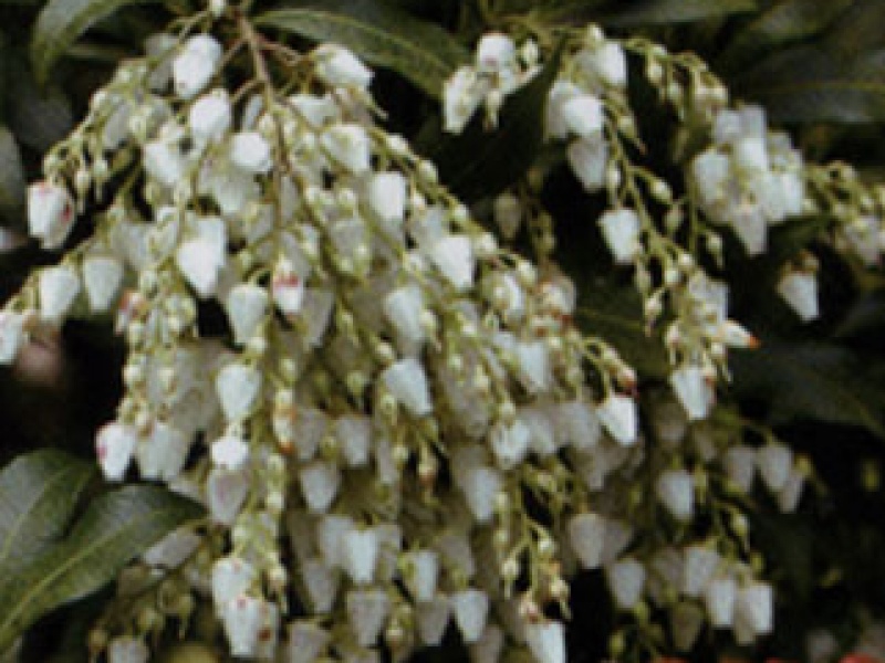 Pieris