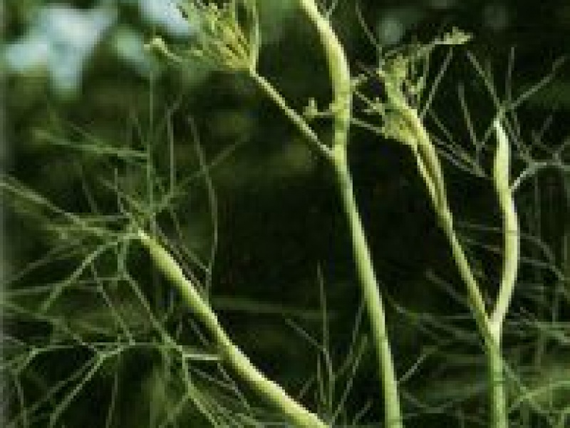 Фенхель обыкновенный