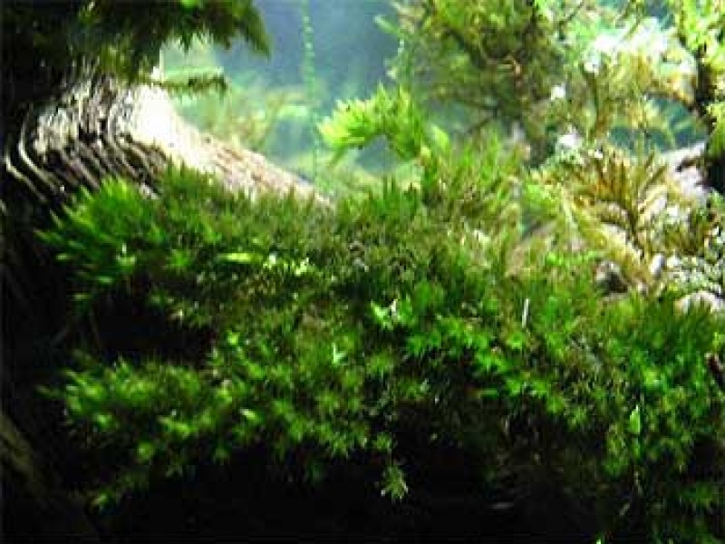 Мох ключевой