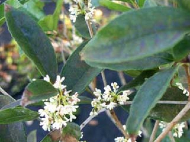 Fragrant osmanthus