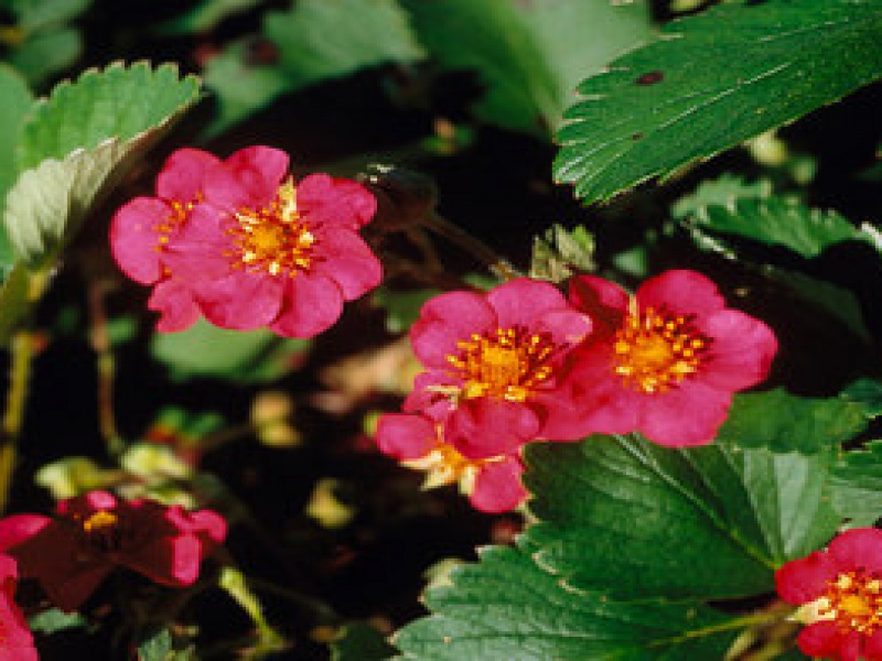 Земляника декоративная