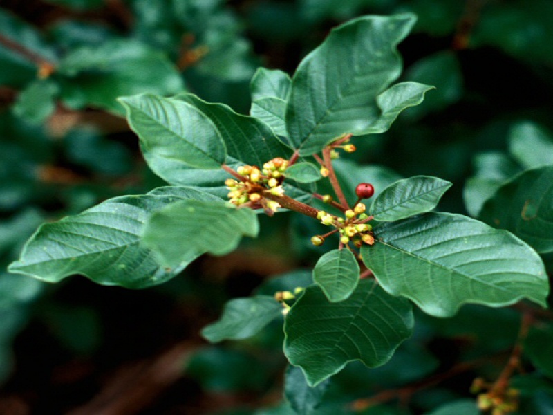 Alder-leaved buckthorn