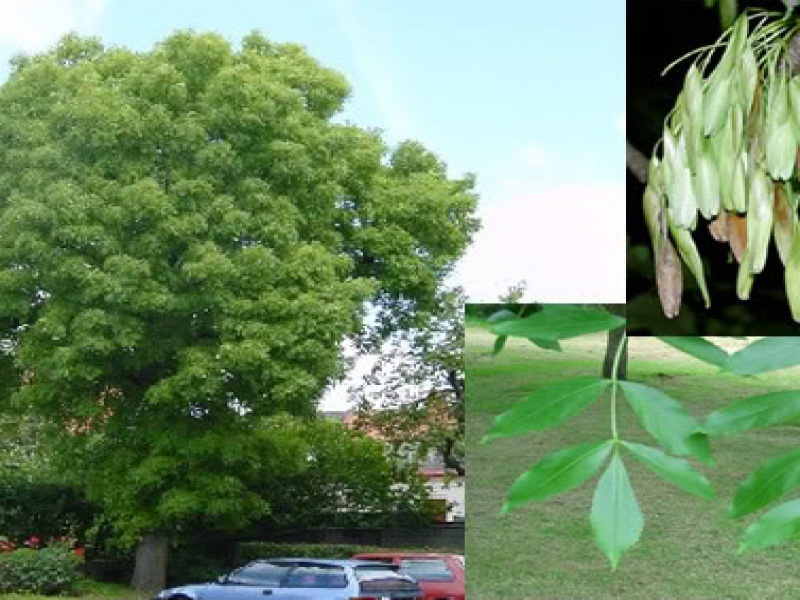 Ясень обыкновенный