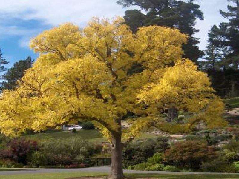 Ясень обыкновенный, пестрокорая форма «Яспидея»