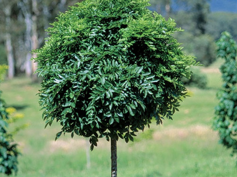 Ясень шаровидный «Нана»