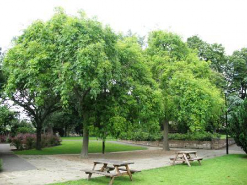 Ясень обыкновенный, плакучая форма