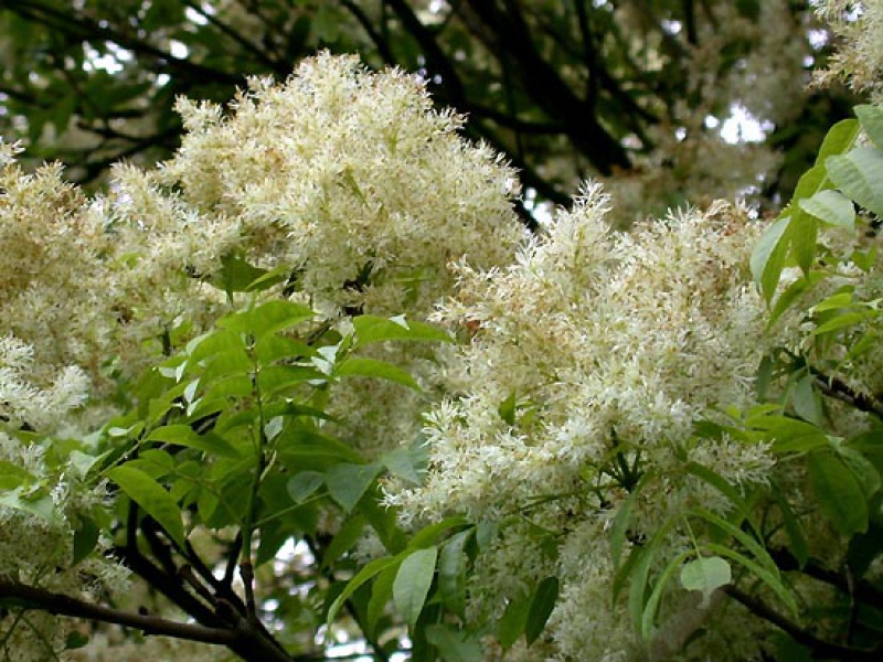 Ясень белый