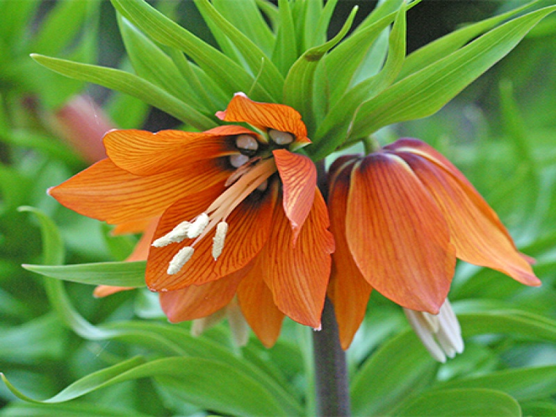 Рябчик, или Фритилярия