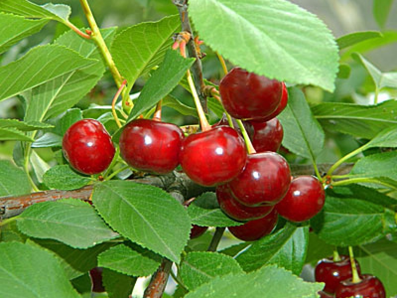 Steppe cherry