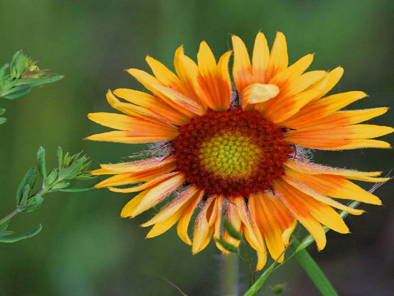 Гайллардия остистая