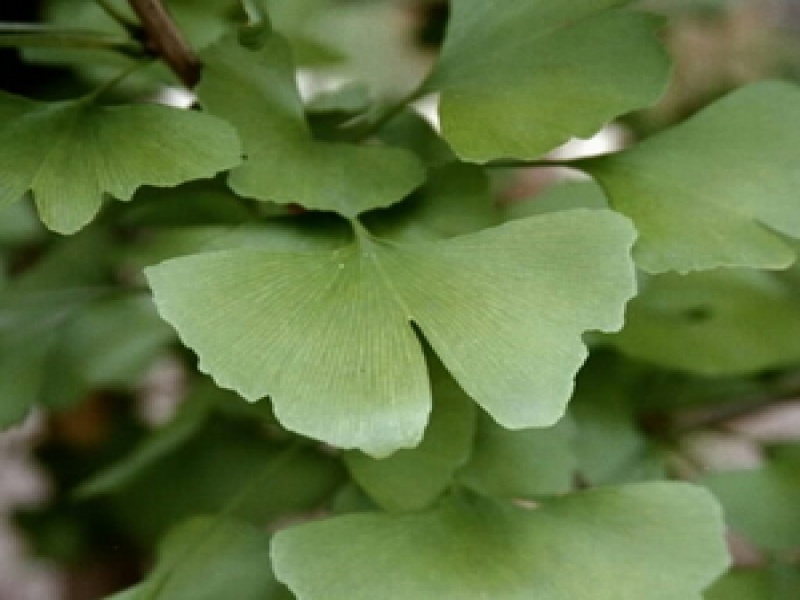 Гинкго двулопастное