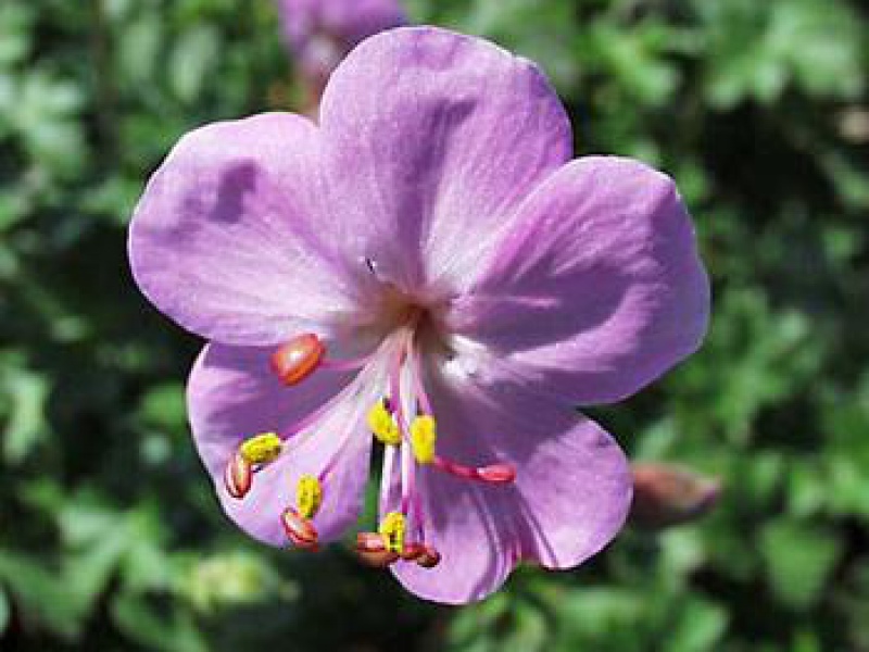 Герань далматинская