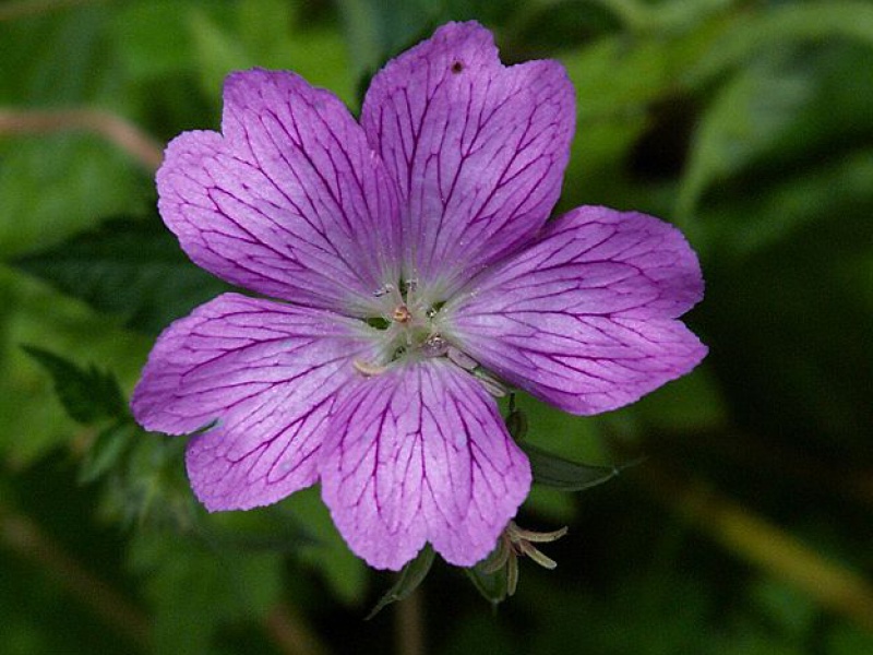 Герань пиренейская или Ендраса