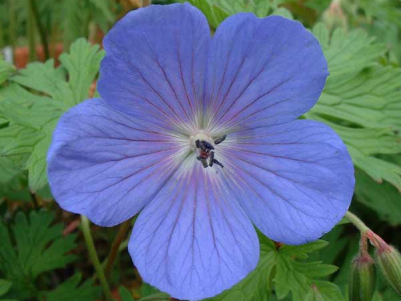 Герань гималайская или крупноцветковая