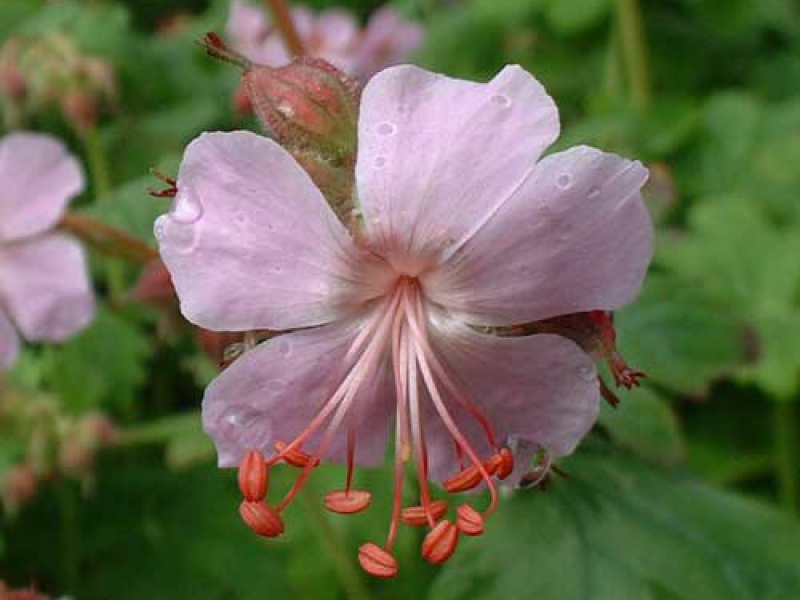 Герань балканская или крупнокорневищная