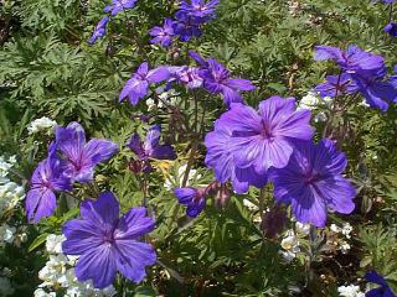 Герань мальвоцветковая