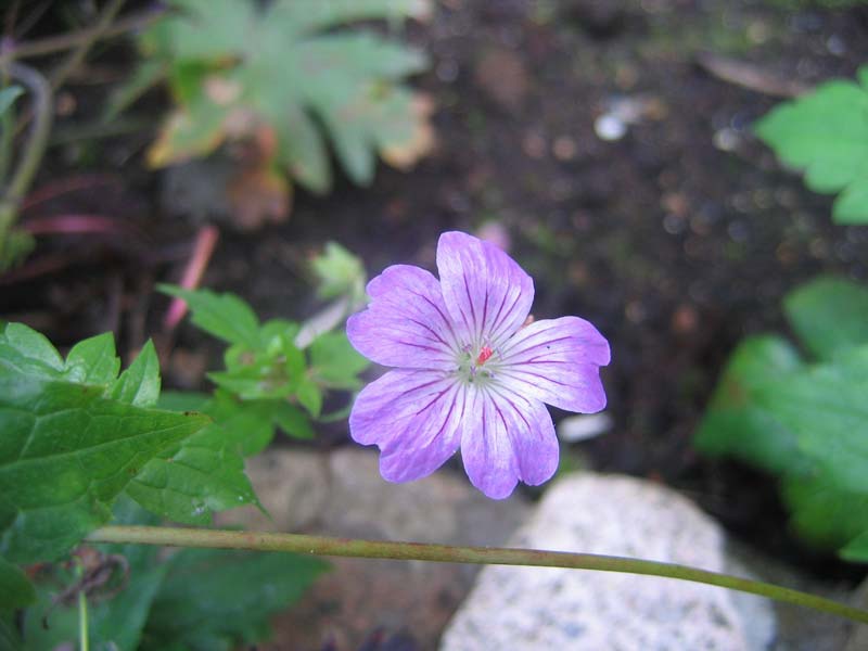 Герань суковатая