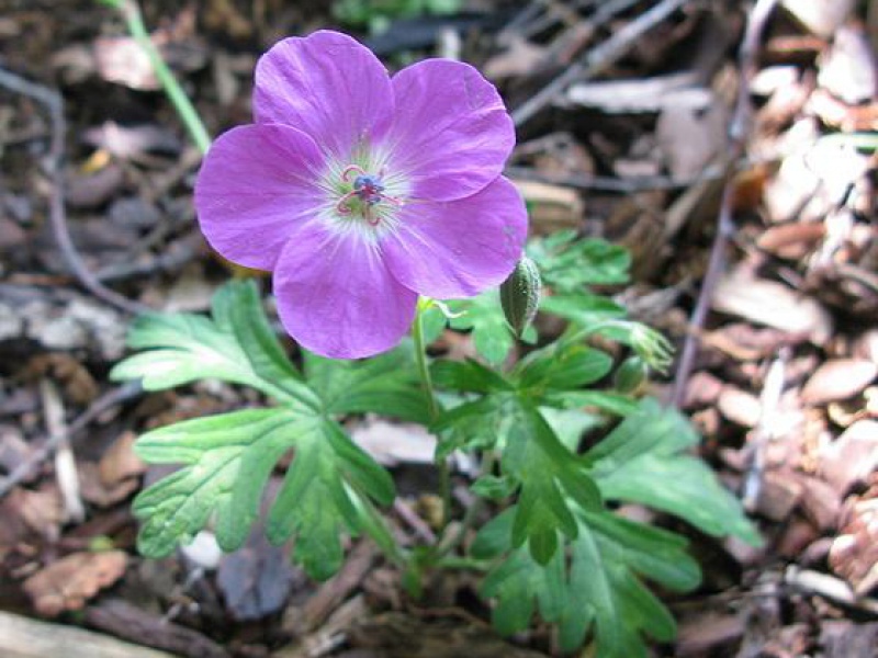 Герань восточно-тибетская