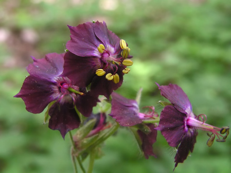 Герань красно-бурая