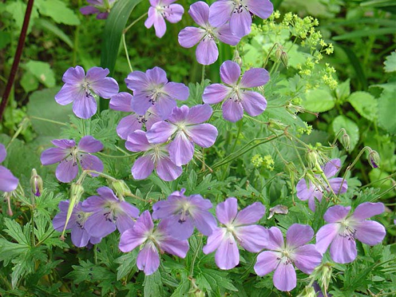 Герань плосколепестная