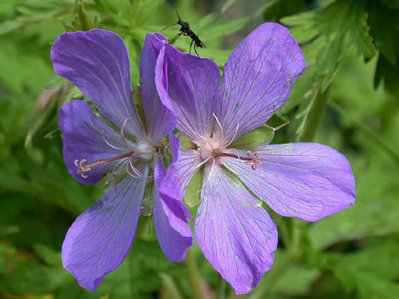 Герань луговая