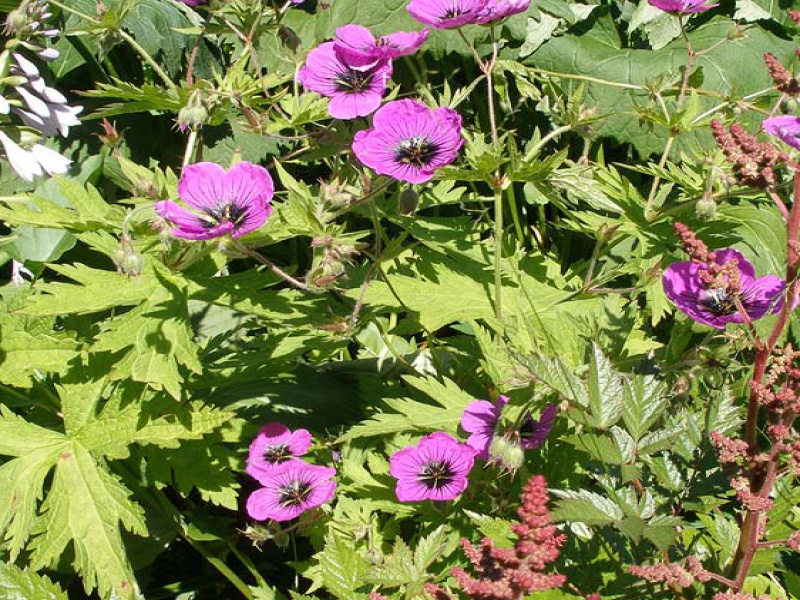 Герань черноглазая мелкотычинковая или армянская