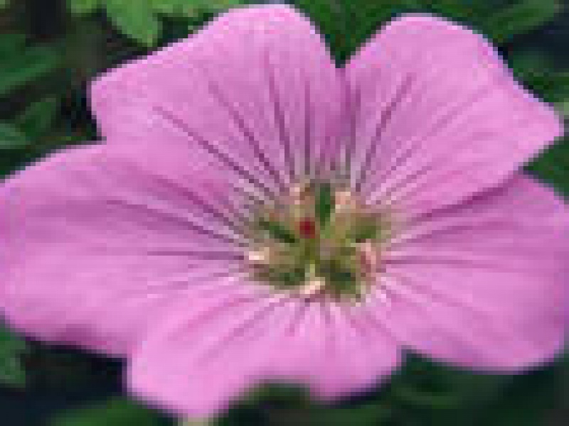 Герань Пыльцова